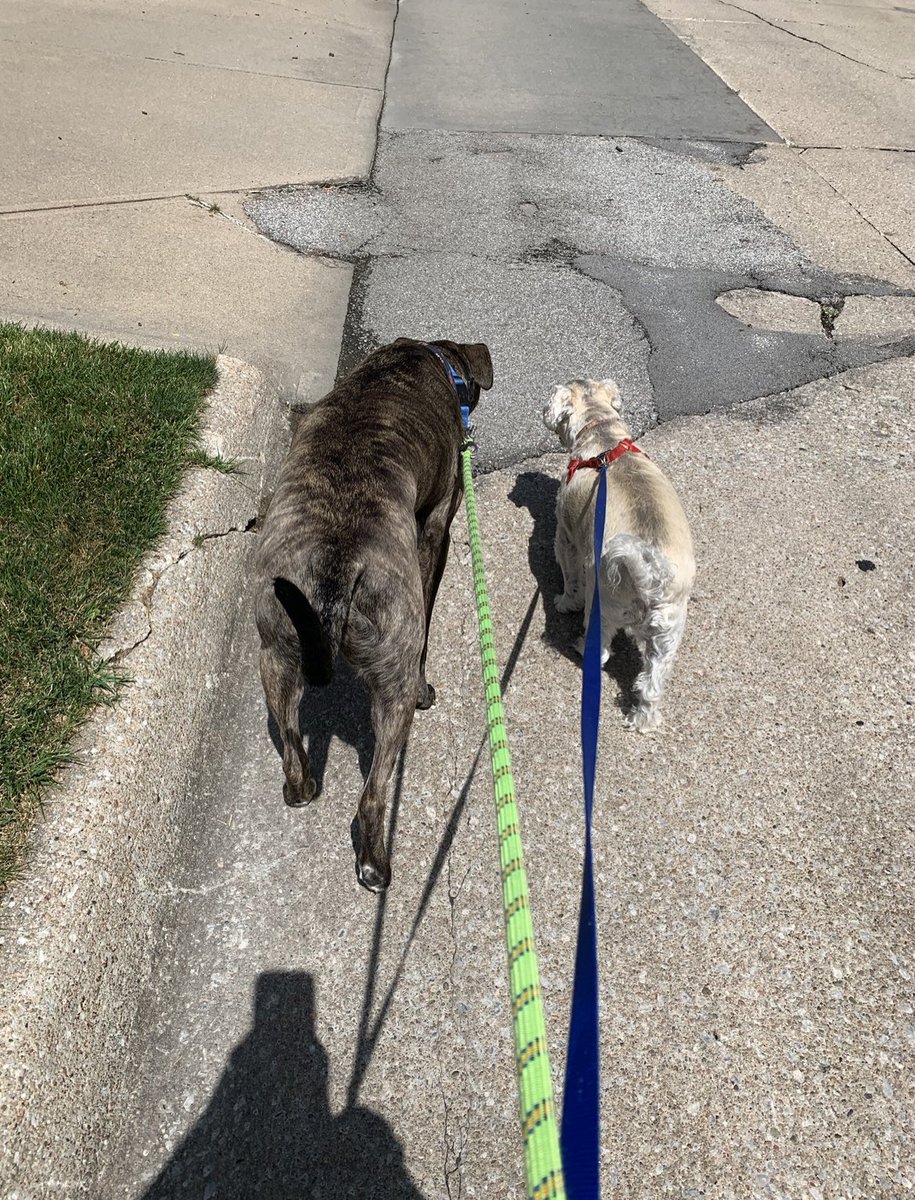 Early morning walks are my fave in the summer.😎Attempted with some help, to walk our newer puppy Melly who looks a lot like Rizzo together💪🏼Remembering Chewy and our easier walks.🥰#dogwalks #joy #memories