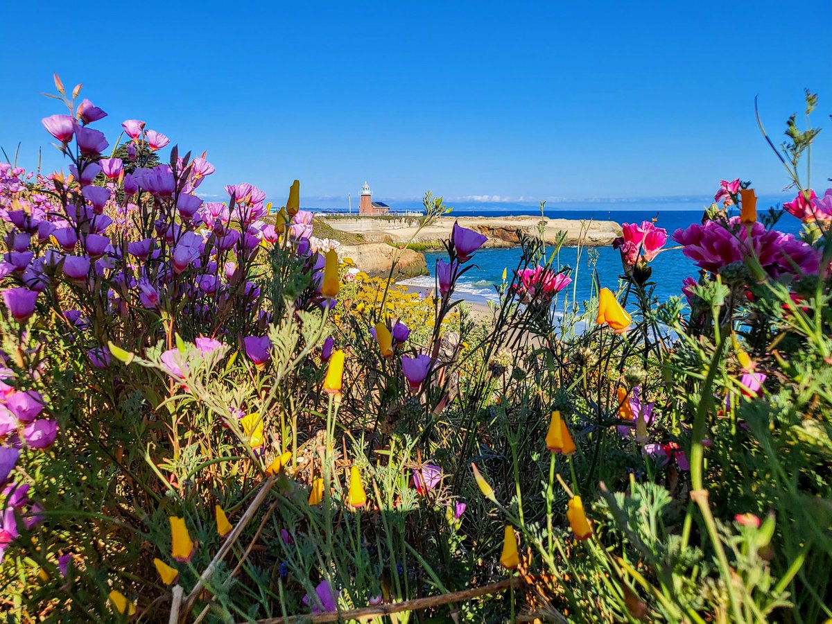 Beautiful summer day in Santa Cruz, CA ❤️ #CAwx