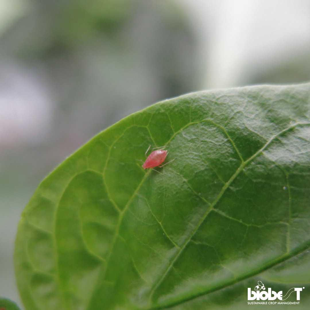 biobest_global's tweet photo. #TuesdayTip Attention! πΆοΈNew strain of ππΊπ»πΆπ΄ π±π¦π³π΄πͺπ€π’π¦ aphid (genotype R) discovered in sweet pepper crops across Belgium, the Netherlands, and Germany. Time for a powerful biological approach!
Read more: https://t.co/IXPaHQedS8
#AphidAlert #GenotypeR #IPM #biobest https://t.co/i9LB6D1Yuw