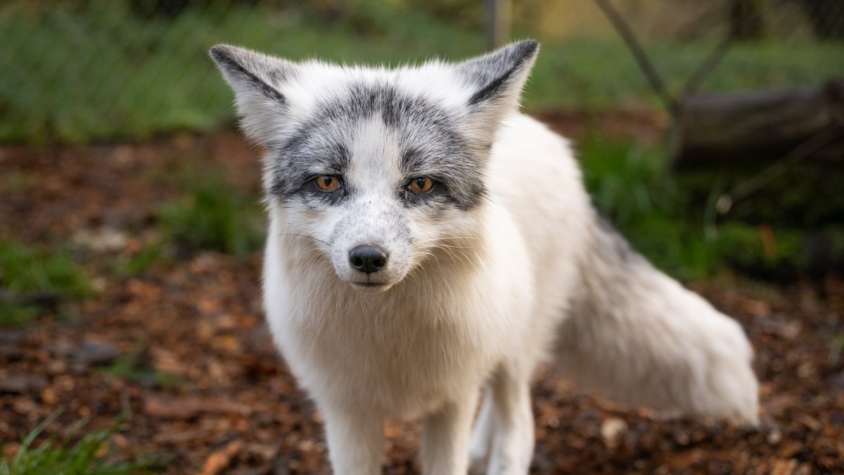 The European Union agricultural ministers meeting in Luxembourg (#AGRIFISH) showed strong support for an EU-wide ban on fur farming. Led by Austria, Germany, and the Netherlands, the majority favored the ban 18 to 4, with 3 abstentions. #FurFreeEurope 🚫🦊