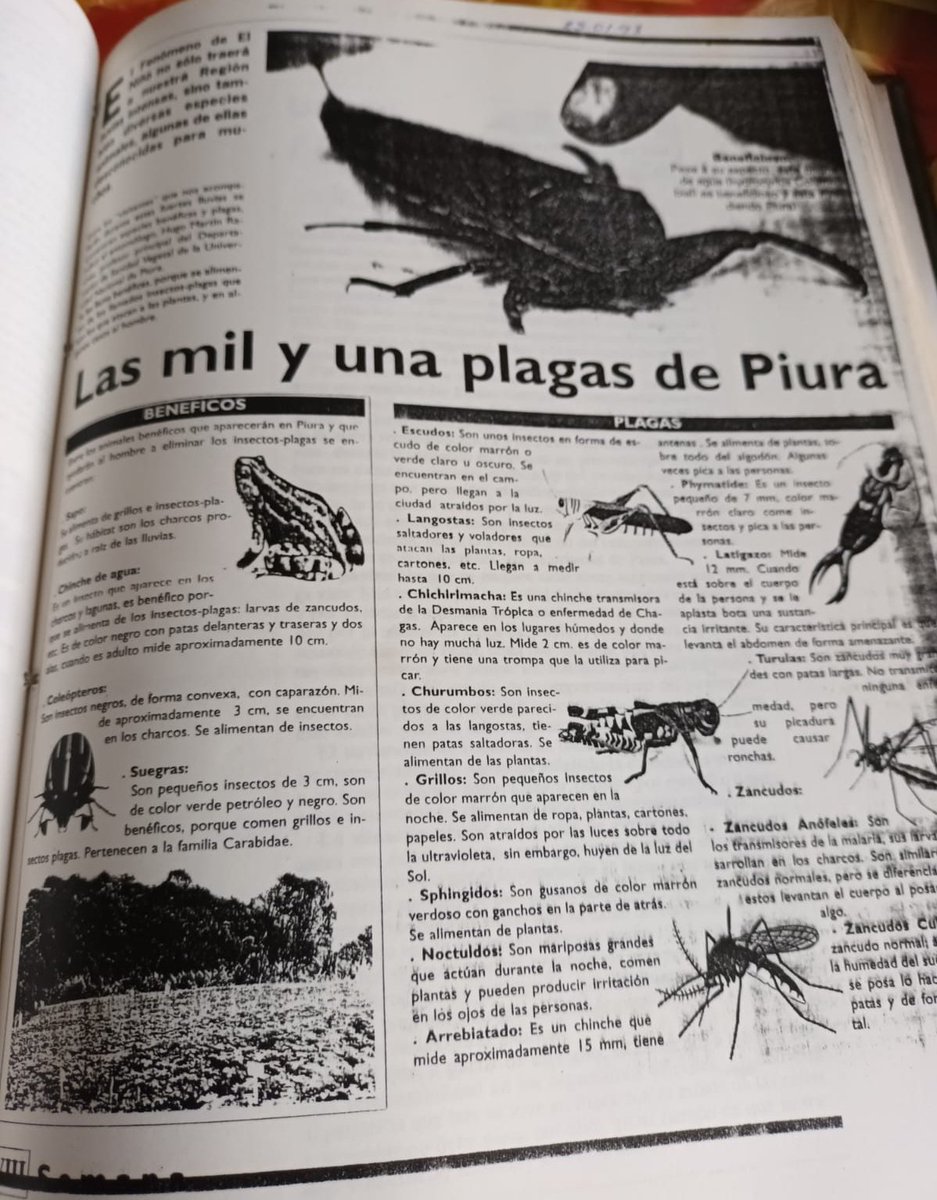 franjavi's tweet photo. Mi tío me ha pasado este recorte de su hemeroteca personal. Estas son las plagas que salieron en 1998 por el fenómeno del niño. En este 2023 aparecieron las mismas plagas en Piura. https://t.co/pKSo7jdCxV