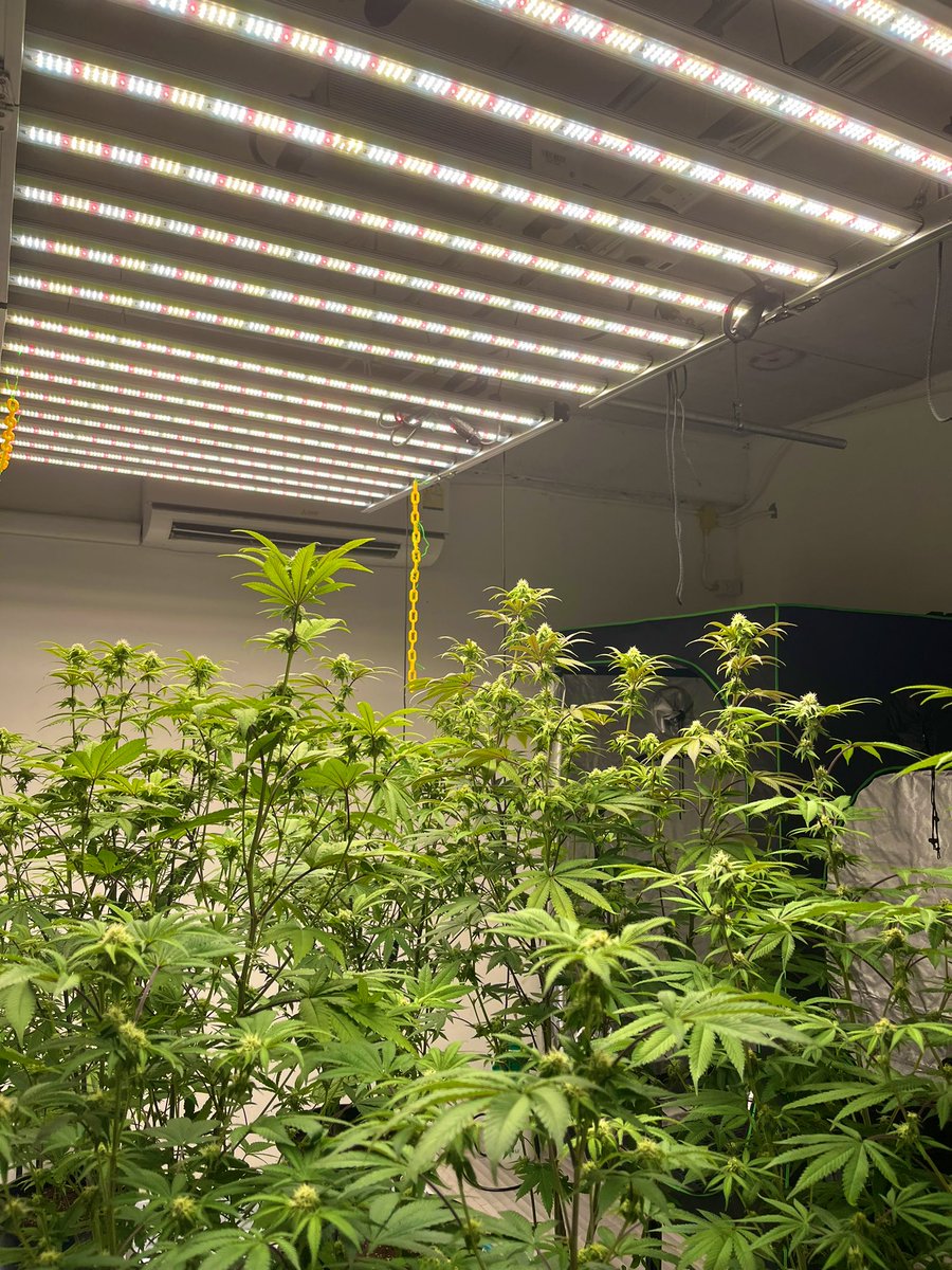 Bringing the Web3 Growers Together 

Drop a pic of your plants let’s get this growing!!👇🌱

#web3 #StonerFam #growers #NFTs