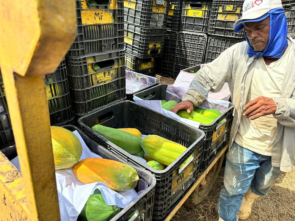 governocidadao's tweet photo. 🍌🥭Produtores do Distrito de Irrigação do Baixo Açu celebram sucesso na produção | https://t.co/tGwjsNNtKM 

Frutas vêm sendo comercializadas em redes de supermercados e exportadas para o exterior - reconhecimento além das fronteiras estaduais https://t.co/xd9QdwkWU4