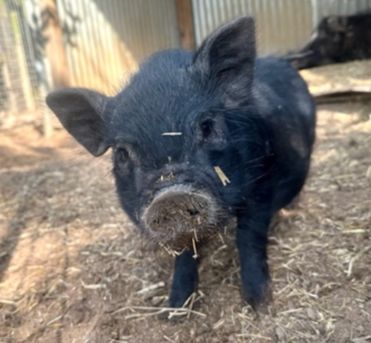 Help Us Beat the Heat 🥵 - mailchi.mp/sarasanctuary/…