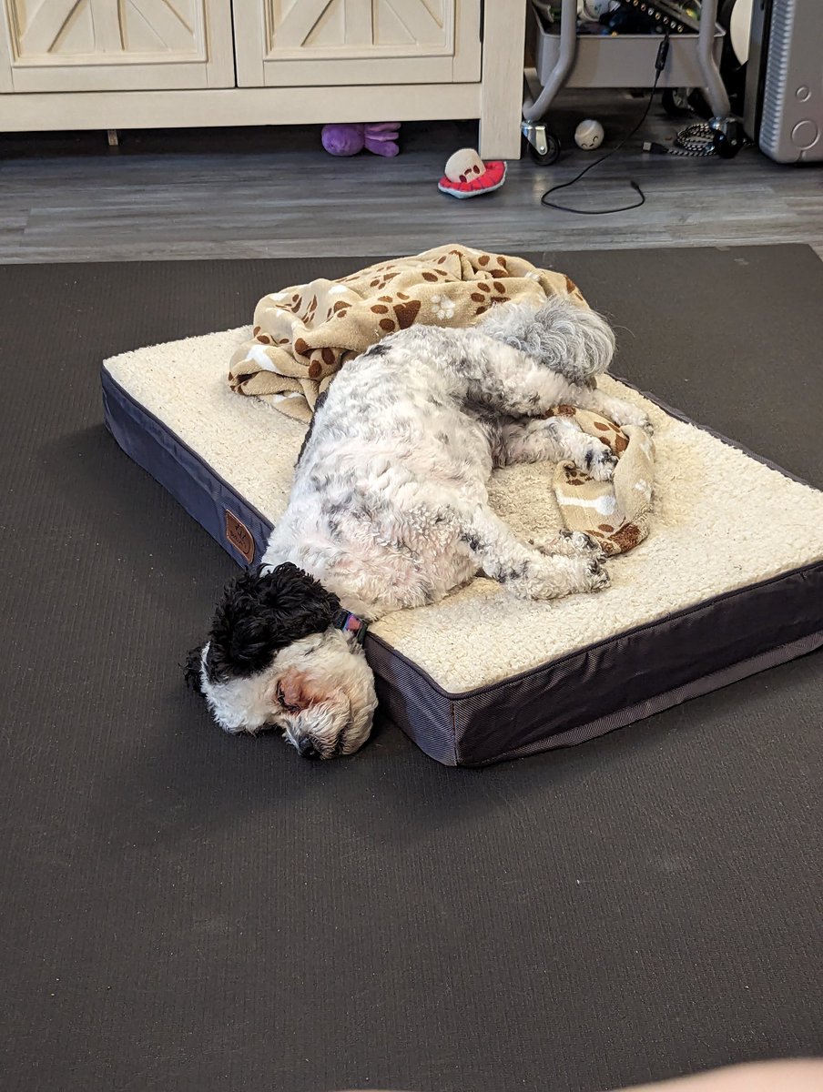 Sleeping after my early walk it will be hot and rainy later