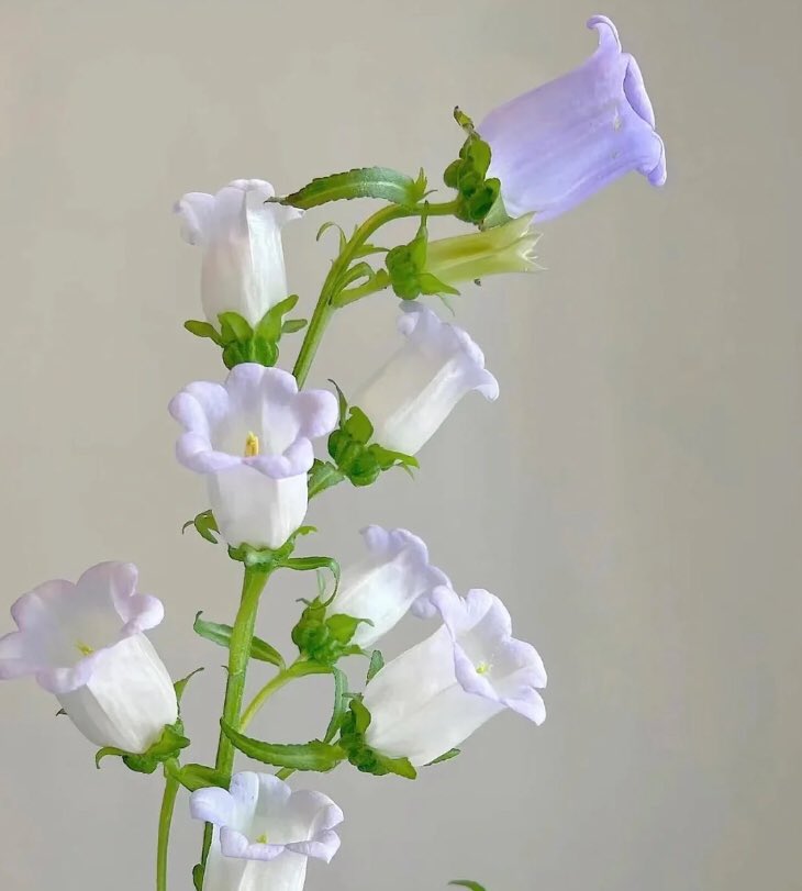 on Twitter "bellflowers