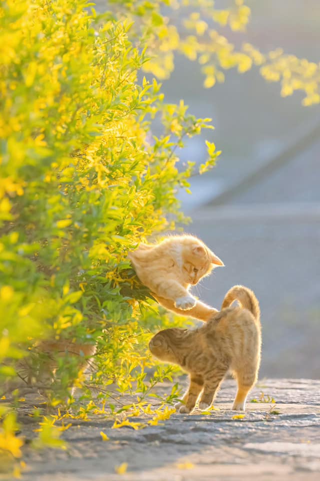 John_Yorkton's tweet photo. #cat #kitten #friend #ainimal #photo @pictures https://t.co/XRoNDq0cj9