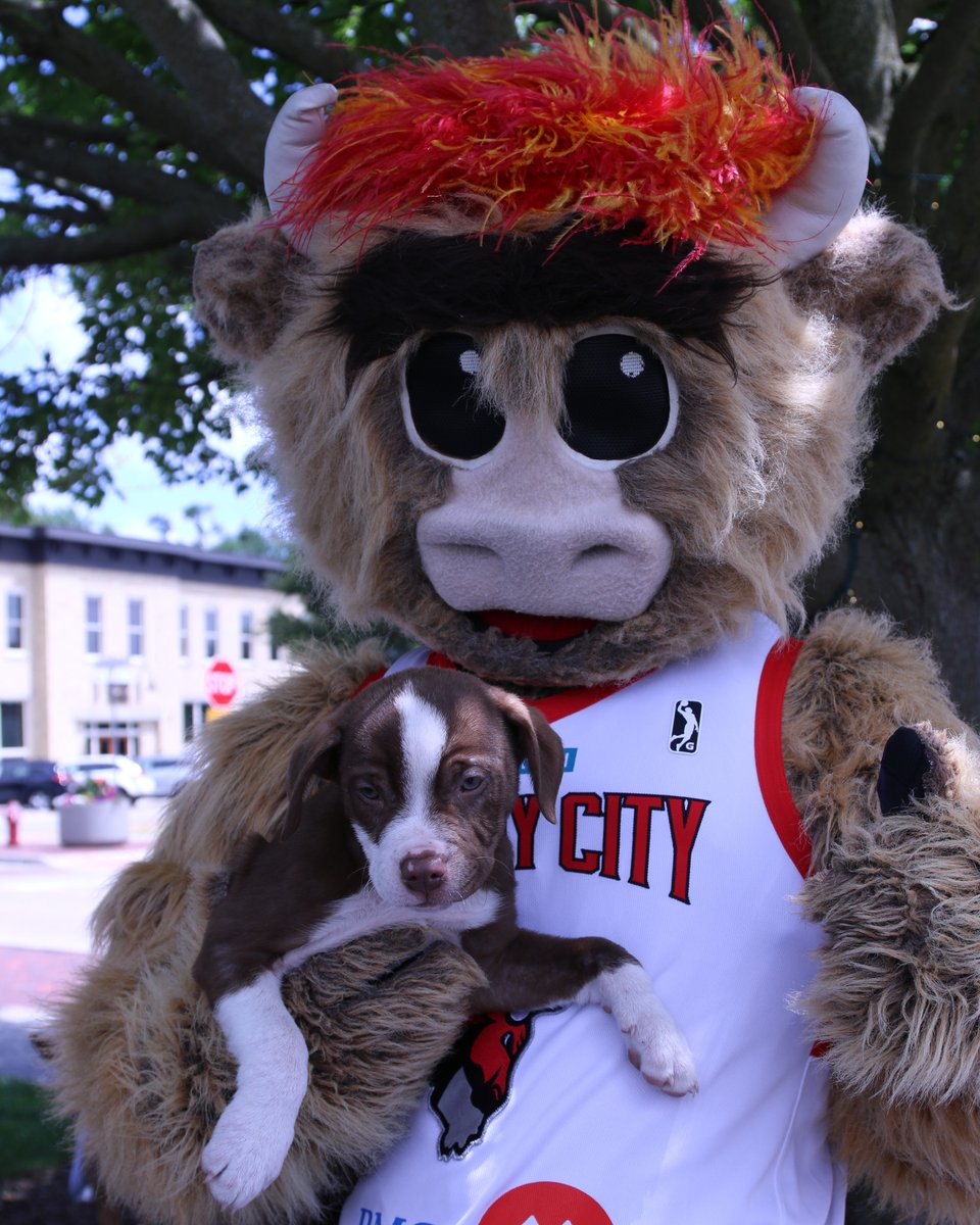 windycitybulls tweet picture