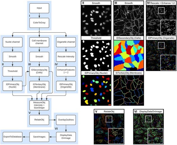 Bas_Laan (@laan_bas) on Twitter photo Another day, another poster at the #ISTH2023! This time we tackle automated cell and organelle quantification using <a href="/CellProfiler/">CellProfiler</a>. #PB1399 <a href="/SYMPHONY_NL/">SYMPHONY consortium</a> @clotterdam @TromboseLeiden
Discuss the possibities with me today at 18:30. Another day, another poster at the #ISTH2023! This time we tackle automated cell and organelle quantification using <a href="/CellProfiler/">CellProfiler</a>. #PB1399 <a href="/SYMPHONY_NL/">SYMPHONY consortium</a> @clotterdam @TromboseLeiden
Discuss the possibities with me today at 18:30.