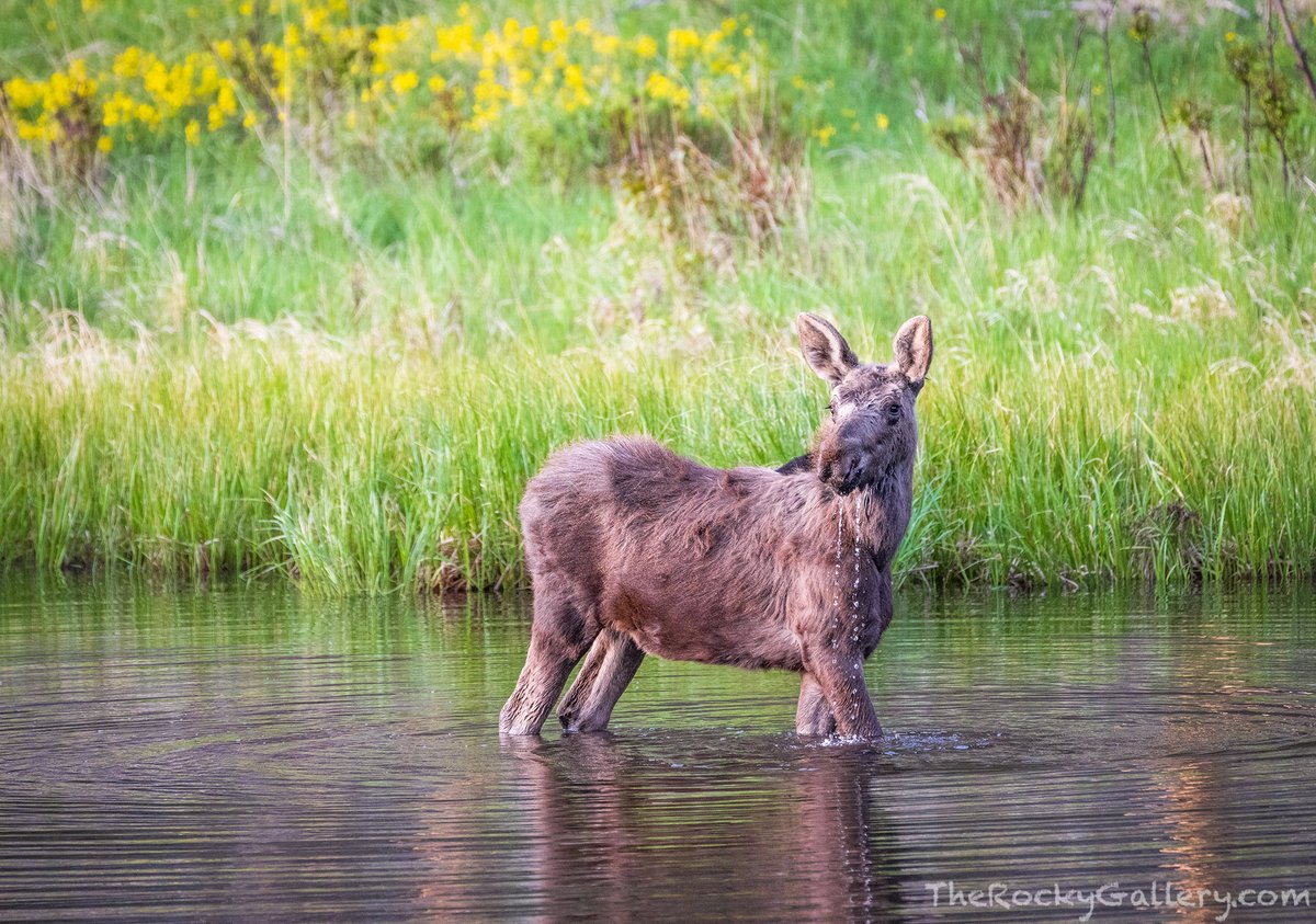 TheRockyGallery's tweet photo. A yearling moose pops its head up from a small pond while having a morning snack below Cub Lake in Rocky Mountain National Park. #RMNP https://t.co/mlrhXZJqto