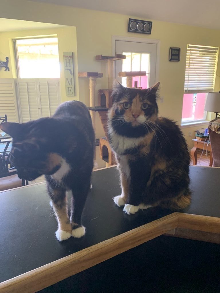 CalicoDaily's tweet image. Looking different ways