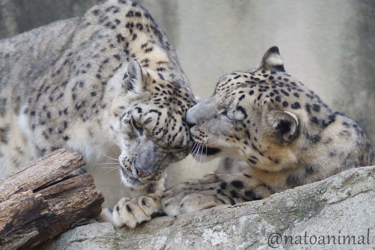 すりすり
（2022.11）
#王子動物園 #ユキヒョウ #フブキ #ユッコ #snowleopard