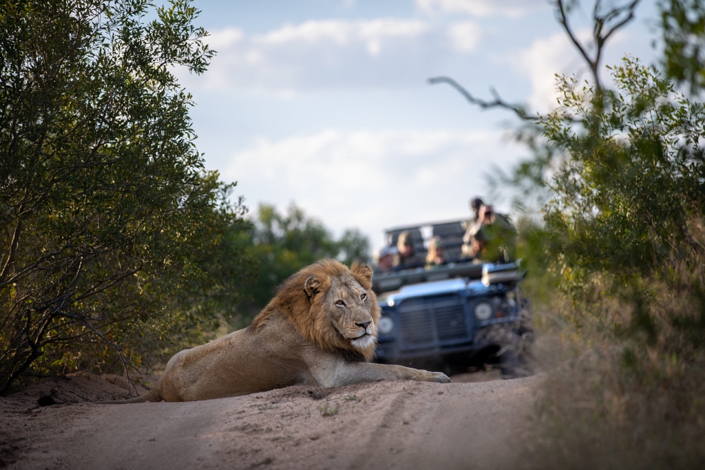 londolozi's tweet photo. The New Male Lion on the Block- Who is the Skorro Young Male?
Find out here - https://t.co/HEIATFDarV

#londolozi #thelondolozieffect #relais #relaischateaux #wildlifeblog #animalblog #naturelovers #luxurysafari #safari #safaristories #lion #malelion @relaischateaux https://t.co/MiPMmusvu0