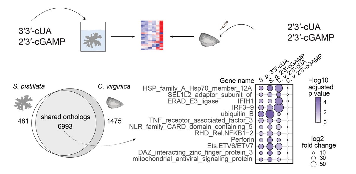 6/7 Lastly, our fantastic collaborators Anamaria Elek, @ShaniLevy12, @ArnauSebe, @Mass_Coral_Lab, Zhenwei Wang and Ximing Guo demonstrated diverse cGLR signals can induce activation of a conserved immune gene program in distantly related species!