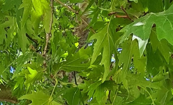 School MDO De Poldervaart in Schiedam Kethel wint prijs voor vergroenen van schoolplein

deschiedammeronline.nl/artikel/detail…

@SytzeFrans