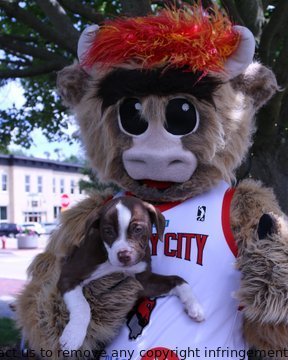 Excitedly waiting for Dog Day! Grateful to HoofWoofMeowAR for having us at Woofstock! #doglovers #cantwait #woofstock #ChicagoBulls