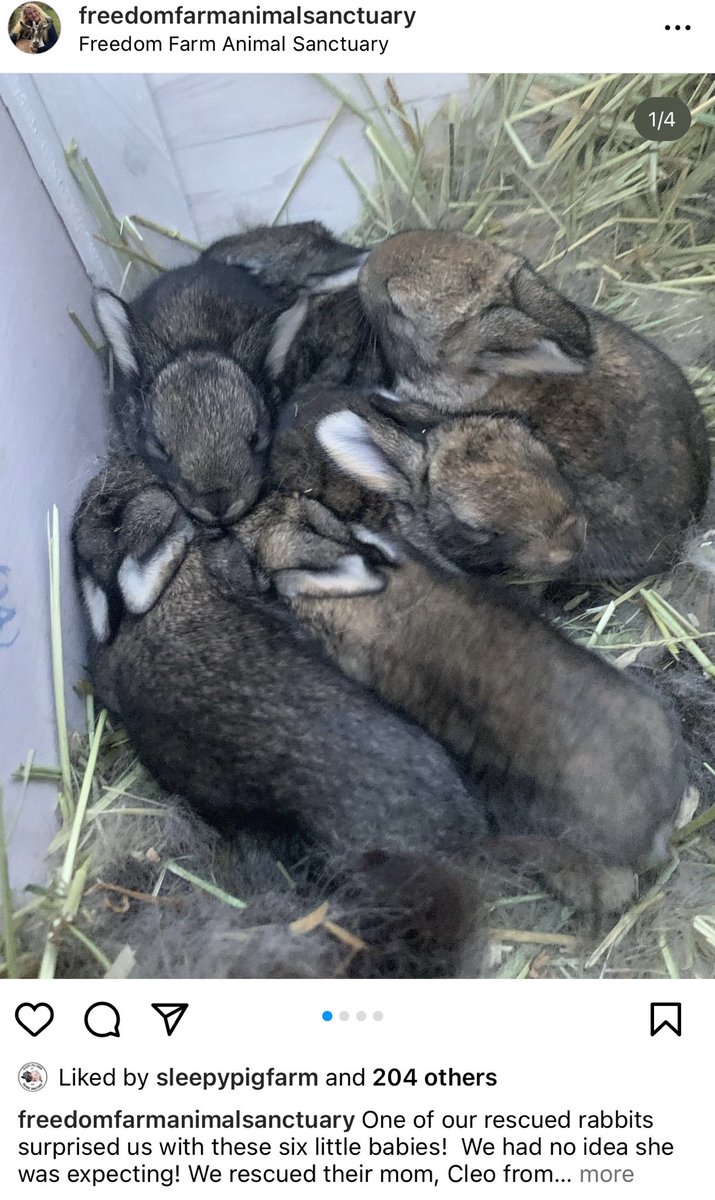 . Sweet babies from a #rescued #rabbit ⁦@MiskellaLisa⁩ #animalsanctuary. Thank you for saving the mom and her 6 babies.