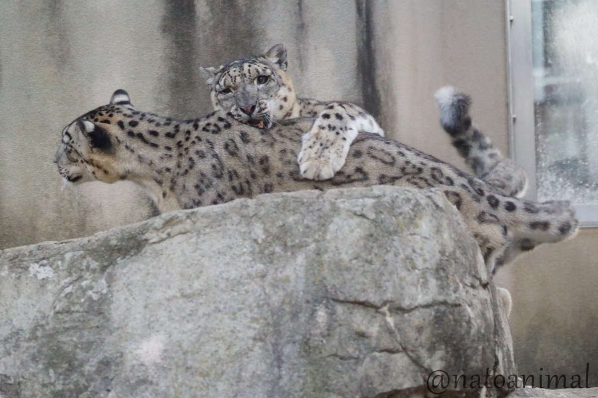 追いかけっこ✨
（2022.11）
#王子動物園 #ユキヒョウ #フブキ #ユッコ #snowleopard