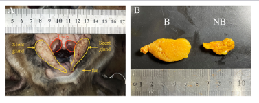 APSPublications's tweet image. #ArticlesinPress: According to Xie et al., #prostaglandin-E2 might play an essential autocrine or paracrine role in regulating seasonal changes in the scent glandular functions of the #muskrats -- new in @AJPRegu!

ow.ly/Hv1Q50OYaCj

#ScentGlands #PGE2 #COX #EP4