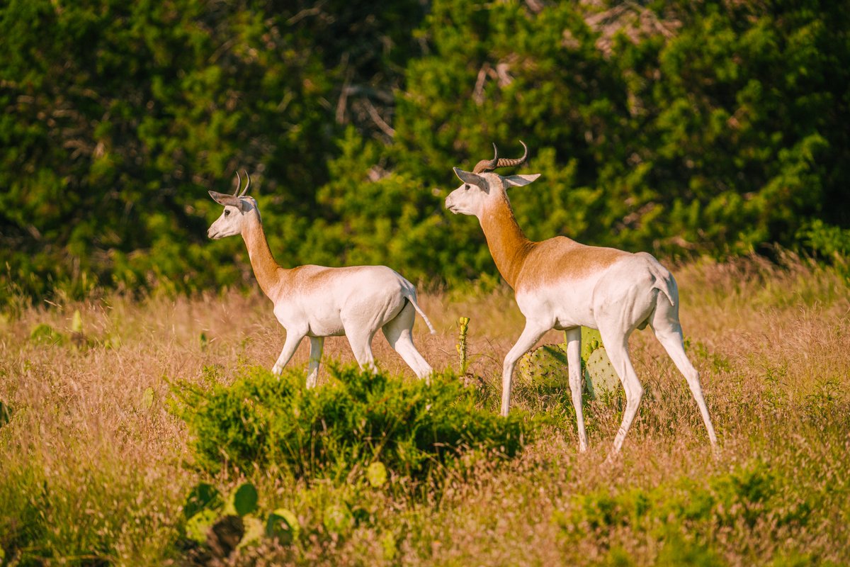 Wells Exotics Ranch | +/- 62 Acres 

Located in scenic Mountain Home, TX, just a short 20-minute drive to Kerrville and an hour and a half west of San Antonio, Wells Exotics Ranch is a haven for wildlife enthusiasts, exotic game breeders and hunters alike. listings.texas-landman.com/texas-landmen/…