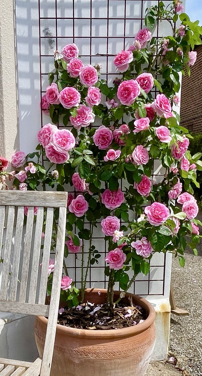 Gertrude Jekyll in a pot, very happy climbing up the side of the house #Roses #Gardening #GardeningTwitter