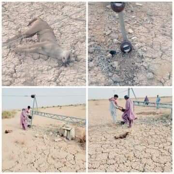 jameelsupro110's tweet photo. گنداواہ پاکستان کے گرم ترین علاقوں میں سے ایک ہے یہاں بجلی نہ ہونے کے برابر ہے۔مین لائن زمین پر پڑی رہتی ہے۔کچھ وقت پہلے ایک جانور میں لائن میں پھنس کر مرگیا شہر میں تین دن تک بجلی نہیں تھی۔
#Gandawahneeds132kv
@CMShehbaz @SalmanSufi7
@kdastgirkhan @TariqHMagsi https://t.co/xJzhOKKwGc