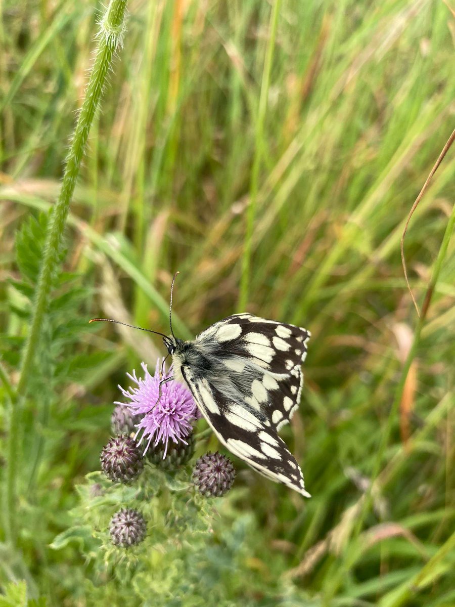 The_Buzz_Club's tweet photo. @SussexUni campus is fluttering with Marbled Whites! 

Did you know that these #butterflies do not lay their eggs attached to their offspring's footplant? They instead lay their eggs mid-flight, randomly dropping them onto grasslands! https://t.co/yvjr8oCLfU
