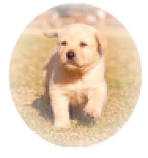 SusanSaxx's tweet photo. 🐕 Do you love canine heros? 😊  🐕‍🦺

I do, too!  :) That's why so many of my books feature them! Real Hero (RYKER below!!), When You Came, &amp; more! 

Dive into one and meet your new best furry friend ♥

#dogsofinstagram #inspiration #community #saxx #dogs #dogbooks https://t.co/OwTByIZPdM