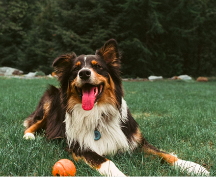 SusanSaxx's tweet photo. 🐕 Do you love canine heros? 😊  🐕‍🦺

I do, too!  :) That's why so many of my books feature them! Real Hero (RYKER below!!), When You Came, &amp; more! 

Dive into one and meet your new best furry friend ♥

#dogsofinstagram #inspiration #community #saxx #dogs #dogbooks https://t.co/OwTByIZPdM
