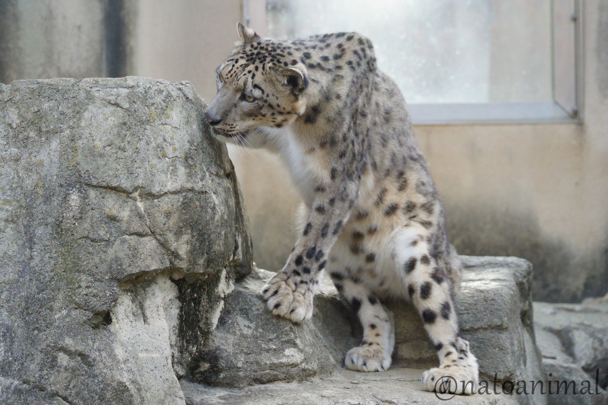 ユッコをロックオン中👀
（2022.11）
#王子動物園 #ユキヒョウ #フブキ #snowleopard