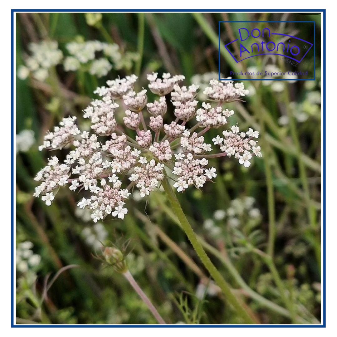 Inflorencia donde salen la excelencia de nuestras zanahorias