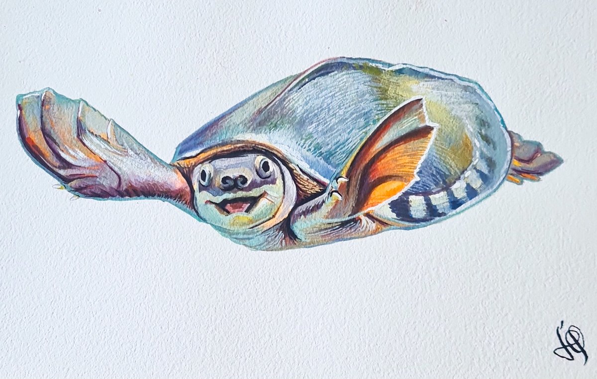 BrunaMFarina's tweet photo. What influences turtle body size evolution? Did they get bigger through time?
Check it out our paper on body size evolution in turtles!๐ข๐๐
@PedroLGodoy @GSFerreiraBio @BensonLabOxford
https://t.co/Dj4UXdAM7o (1/5) https://t.co/5RxFCyIgS1
