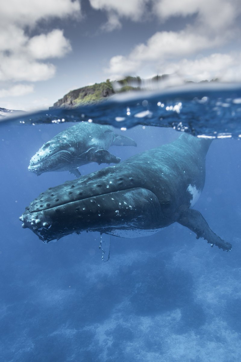 ⏱️Les vacances approchent🌴. Votre mois de juillet en Sud Ardèche : exposition temporaire 2023-2024, animations préhistoire, œnologie, spéléologie...
Toute le programme ici👉is.gd/Z8QxtY
📸Guillaume Mazille
@ArdecheTourisme @Ardeche_07 <a href="/grandsitefrance/">Grands Sites France</a> <a href="/Vignerons_07/">Vignerons Ardéchois</a>