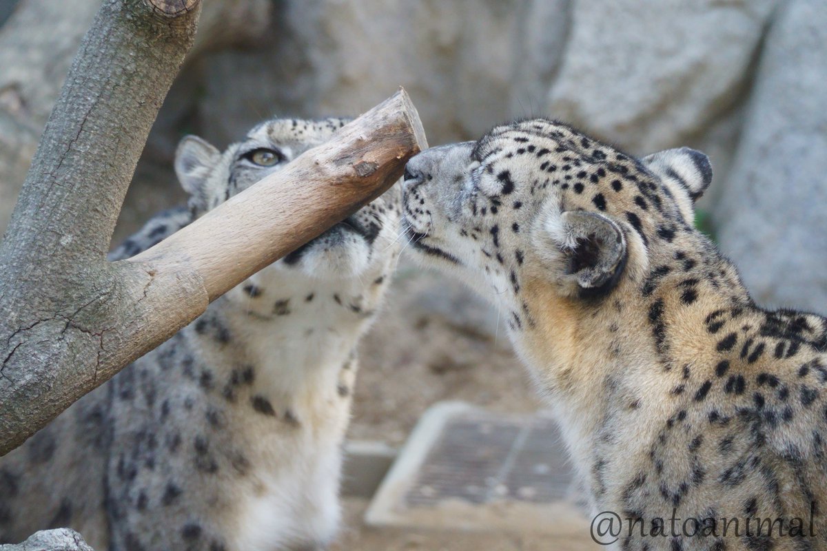 ふたりでくんくん
（2022.11）
#王子動物園 #ユキヒョウ #フブキ #ユッコ #snowleopard