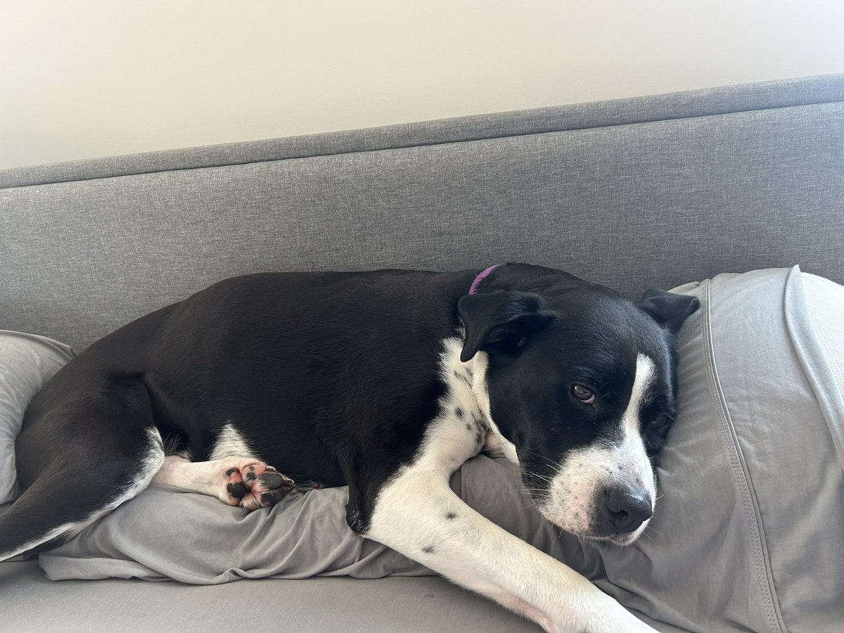 Catholic Girl Probs 👯🙏🏻 on Twitter "I’m gonna need Purple to make a