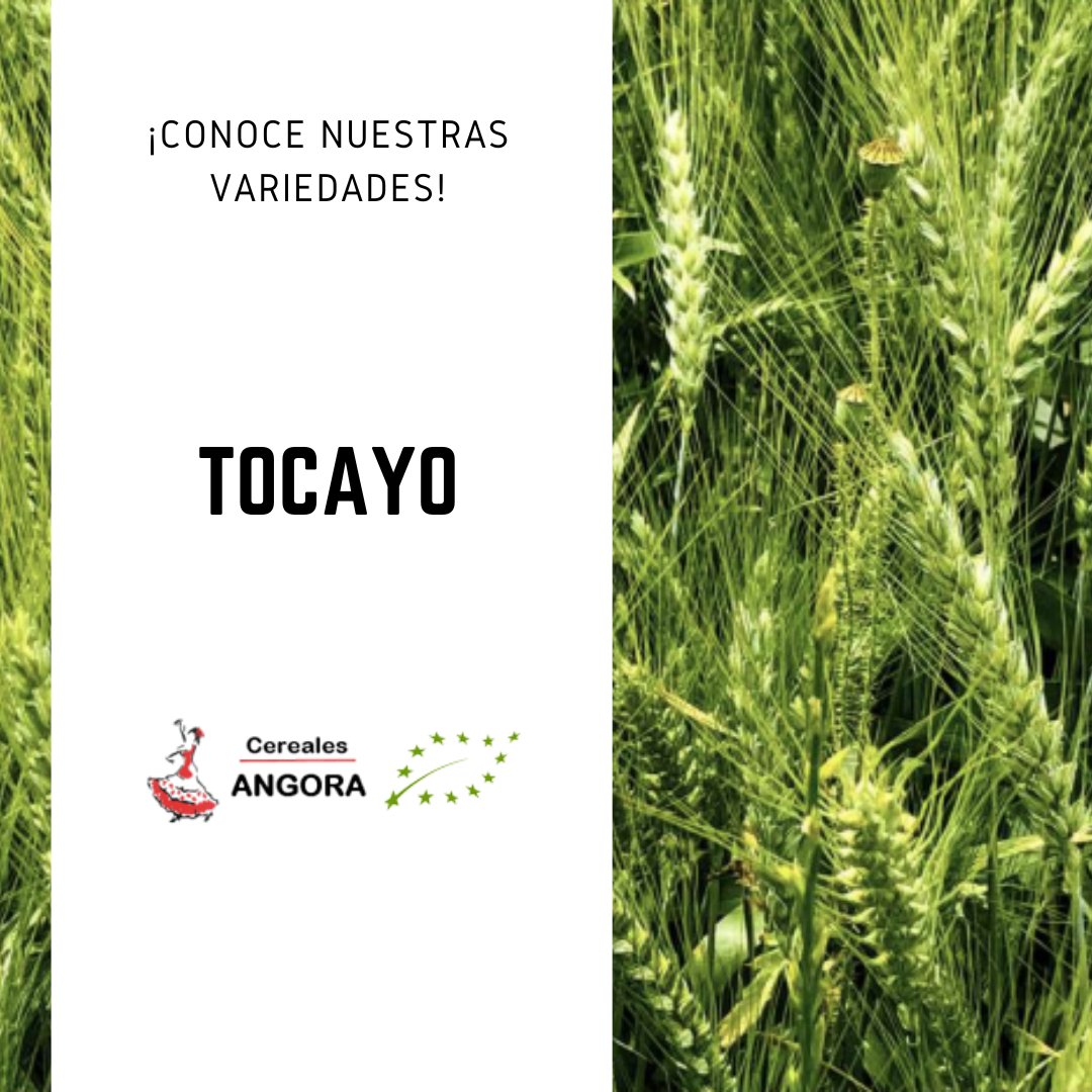 Nuestra semilla ecológica RGT Tocayo es resistente al frío invernal y a la sequía. Su producción es elevada y muy estable, además su alternatividad permite siembras tardías, en zonas frescas y regadíos.