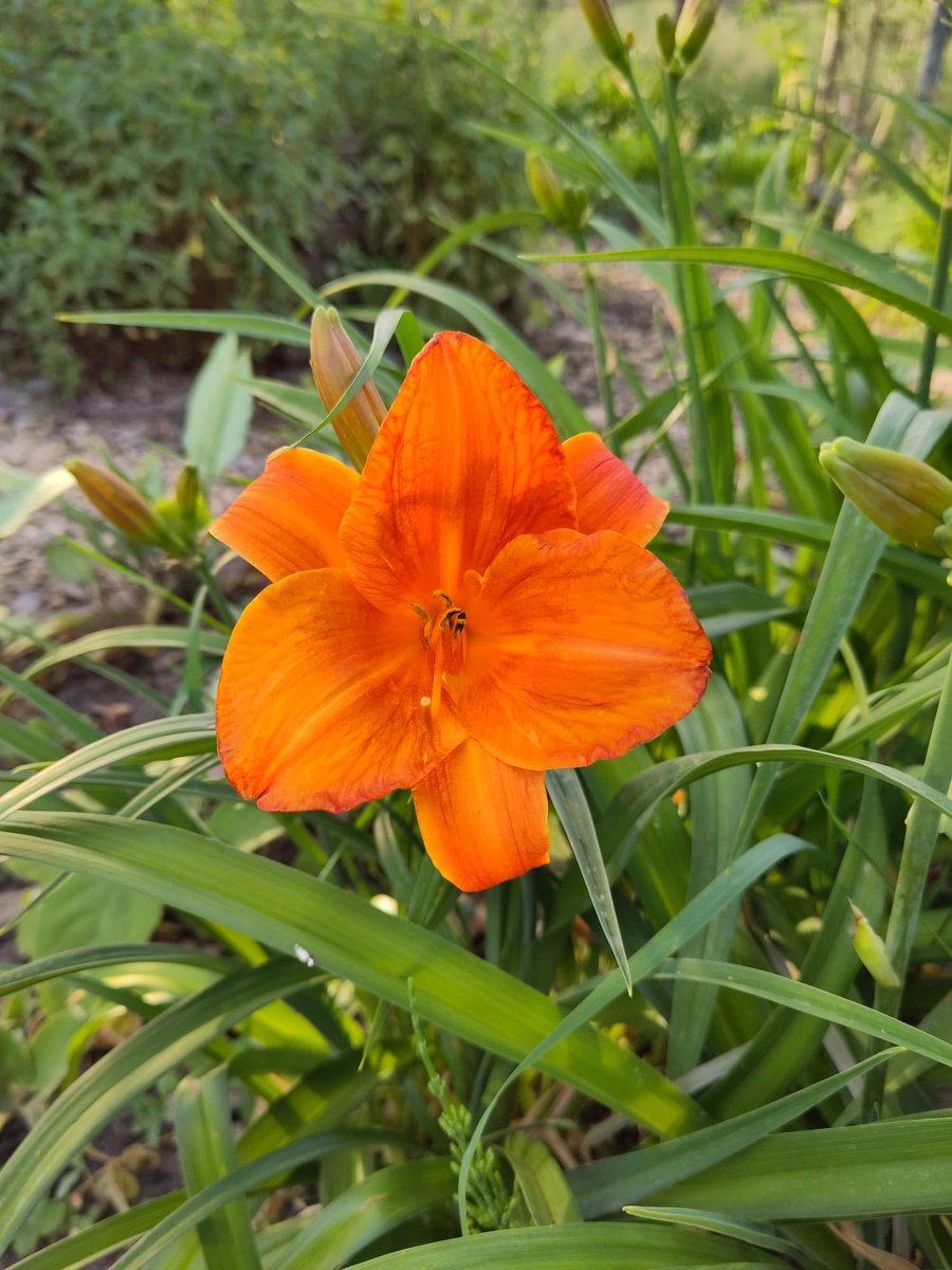 Een kleine selectie van de bloemen die weer mooi aan het groeien zijn in de Straatboerderij! Met water en zonlicht komen ze allemaal tevoorschijn 🌷

Kom gerust even langs om ze met je eigen ogen te bewonderen! We zijn te vinden bij de kinderboerderij Wezenlanden

#biodiversity