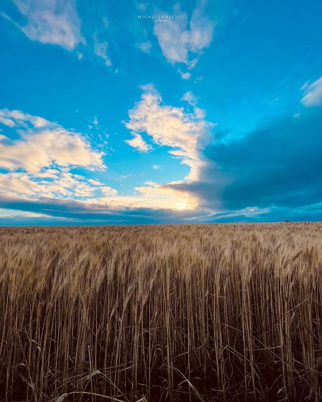 In questo periodo dell'anno, alcune zone della campagna pugliese si tingono d'oro e d'azzurro 🌾
Sembra quasi che, da qualche parte, chissà dove, il cielo e il grano riescano a toccarsi ☺️

#Weareinpuglia

📸 @michelegrecucci