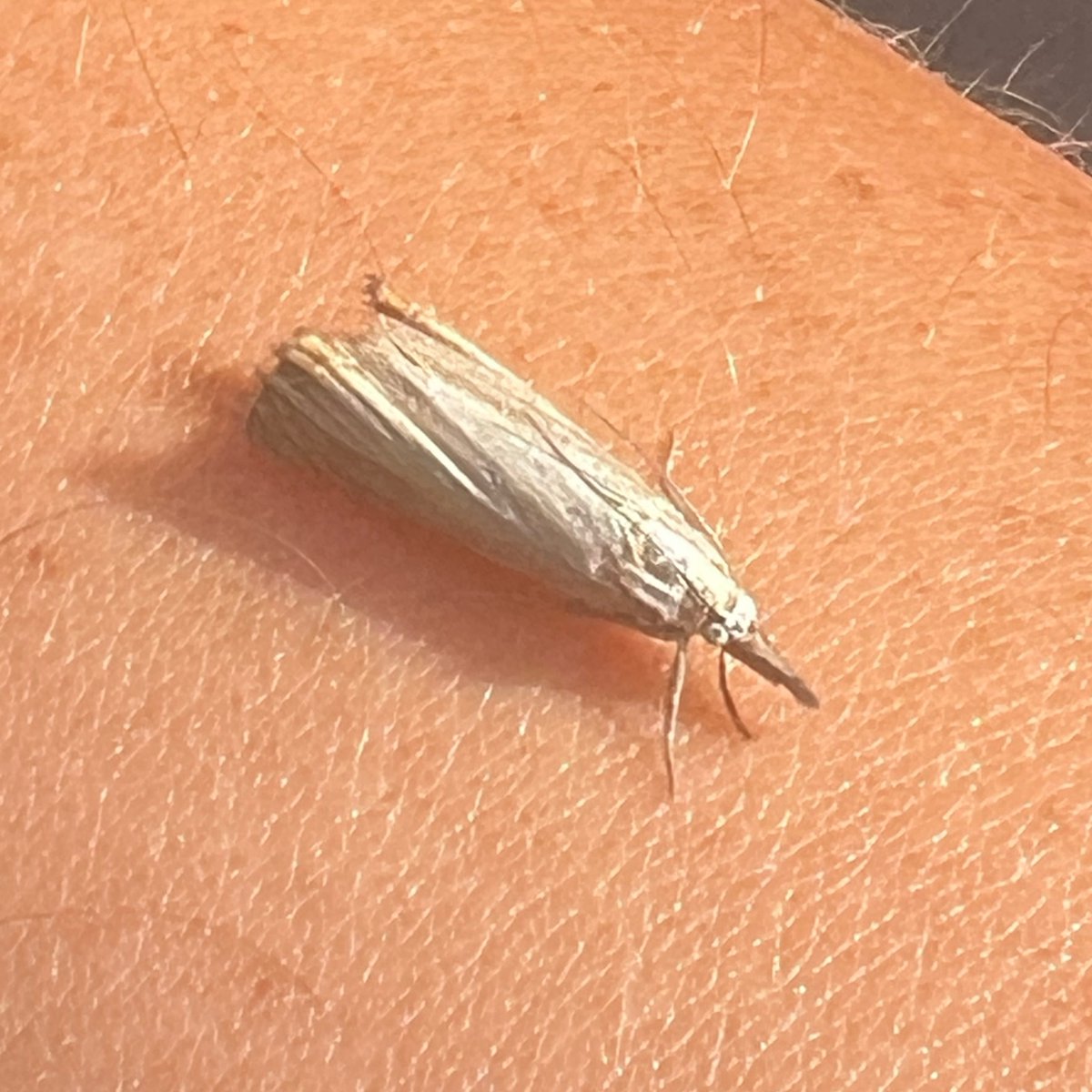 DoWhatYouLoveXx's tweet photo. Twitter friends. Can anyone help identify this moth please? She stayed on my arm for hours (through yoga, breakfast, lunch and a long walk!) and I’d love to know what kind she is ❤️ I met her in Cornwall
#moth #mothidentification #knowyourmoths #englishwildlife https://t.co/70P0lvX2Li