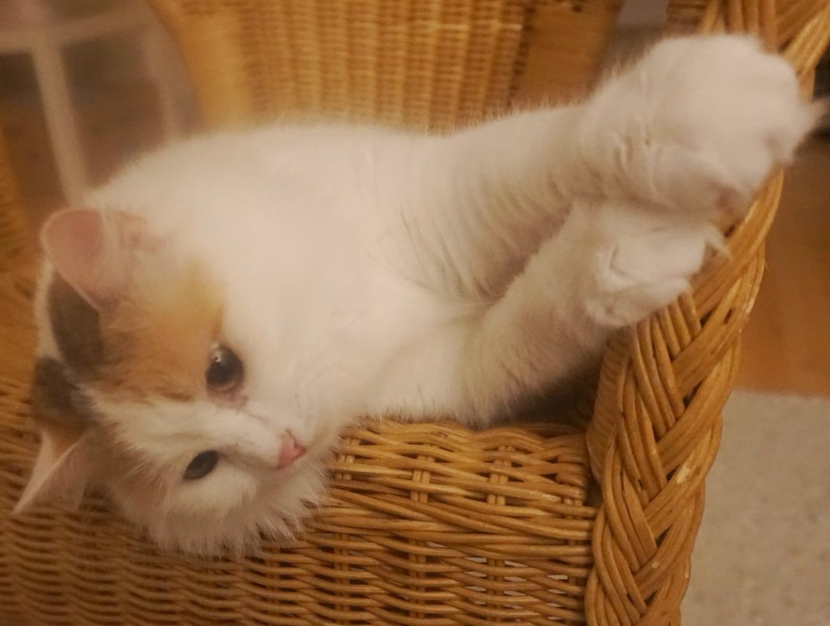 Don't think my paws are really that big. It's just a photo.
#TabbyTuesday #TurkishVanCats #CalicoCrew #CatsOfTwitter