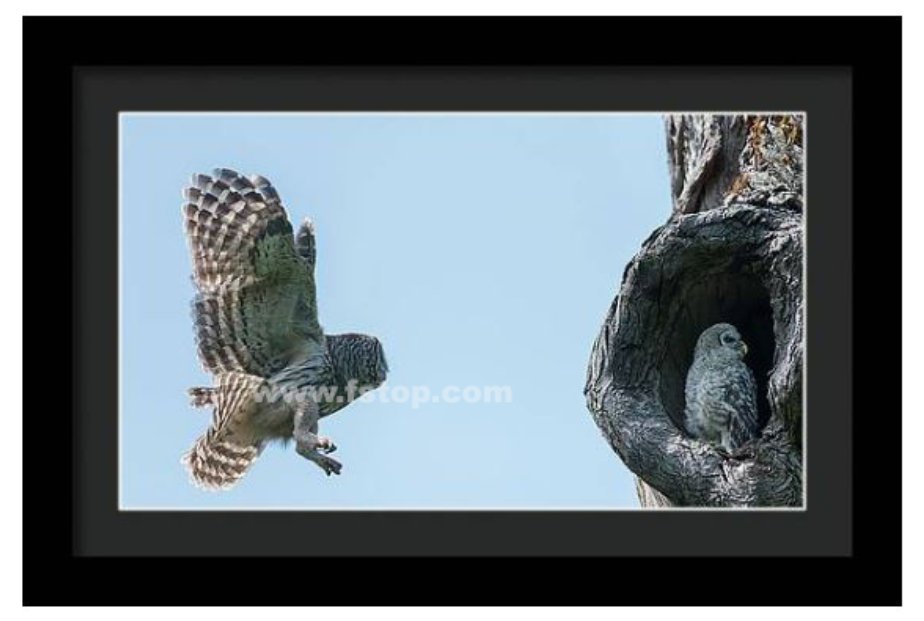 Taking care of my Babies - Mama Barred owl!

fineartamerica.com/featured/takin…

#wildvisiondotcom
#puttaswamyravishankar
#perfectgift #ಪುರಶಂ #fstopdotcom #bangaloredotcom #nature #naturephotography #BuyIntoArt #AYearForArt #Art #cosmictouchdotcom #visualrhythmcampus