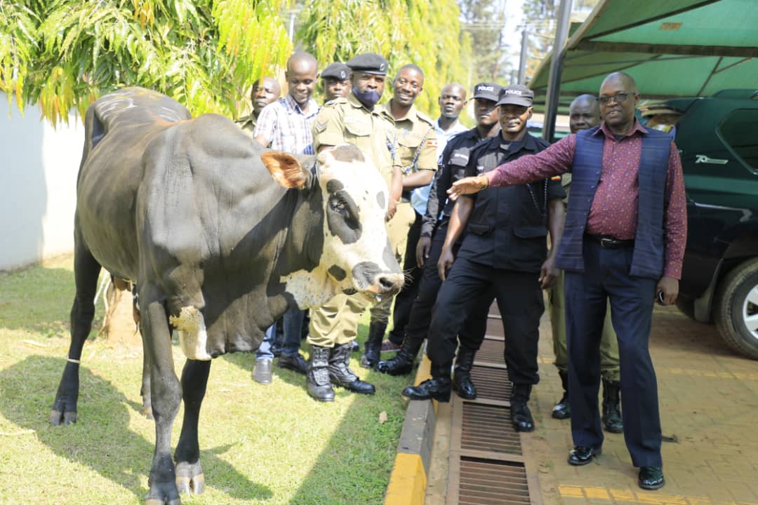 PoliceUg's tweet image. Inspector General of Police Donates Bulls to Police Muslim Fraternity Ahead of Eid-Ul-Adha

The Inspector General of Police, @OkothOchola1 has donated five bulls to the Police Muslim fraternity in Kampala metropolitan.

The bulls will be distributed among the Muslims residing in…