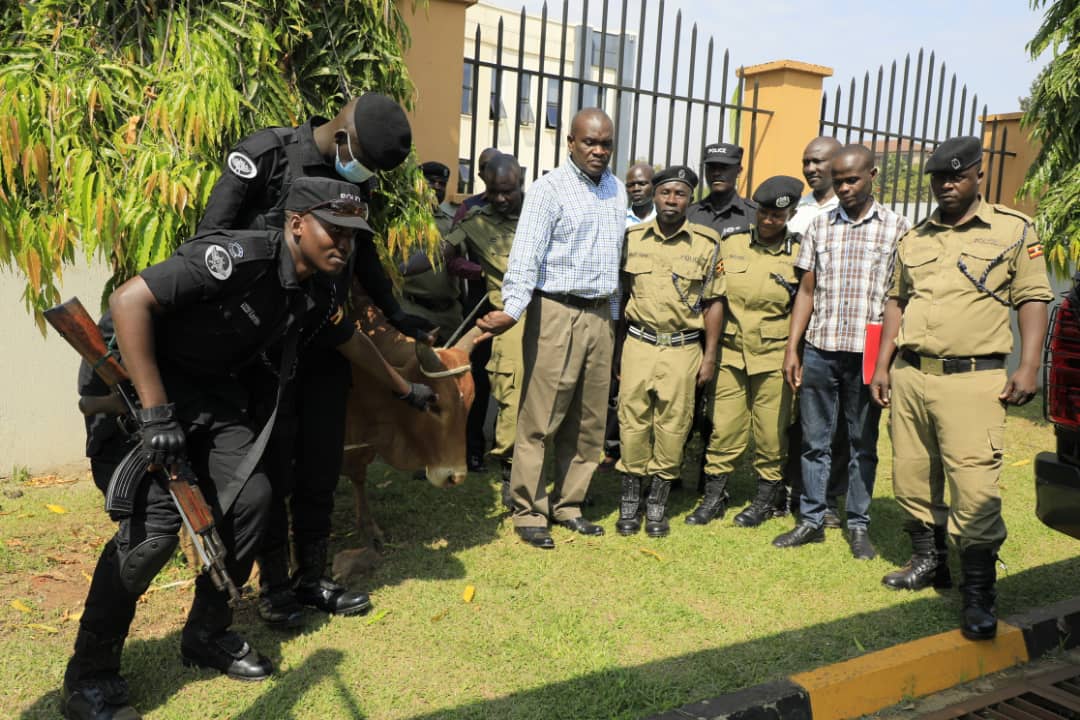 PoliceUg's tweet image. Inspector General of Police Donates Bulls to Police Muslim Fraternity Ahead of Eid-Ul-Adha

The Inspector General of Police, @OkothOchola1 has donated five bulls to the Police Muslim fraternity in Kampala metropolitan.

The bulls will be distributed among the Muslims residing in…