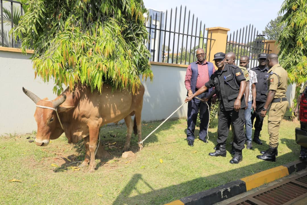 PoliceUg's tweet image. Inspector General of Police Donates Bulls to Police Muslim Fraternity Ahead of Eid-Ul-Adha

The Inspector General of Police, @OkothOchola1 has donated five bulls to the Police Muslim fraternity in Kampala metropolitan.

The bulls will be distributed among the Muslims residing in…