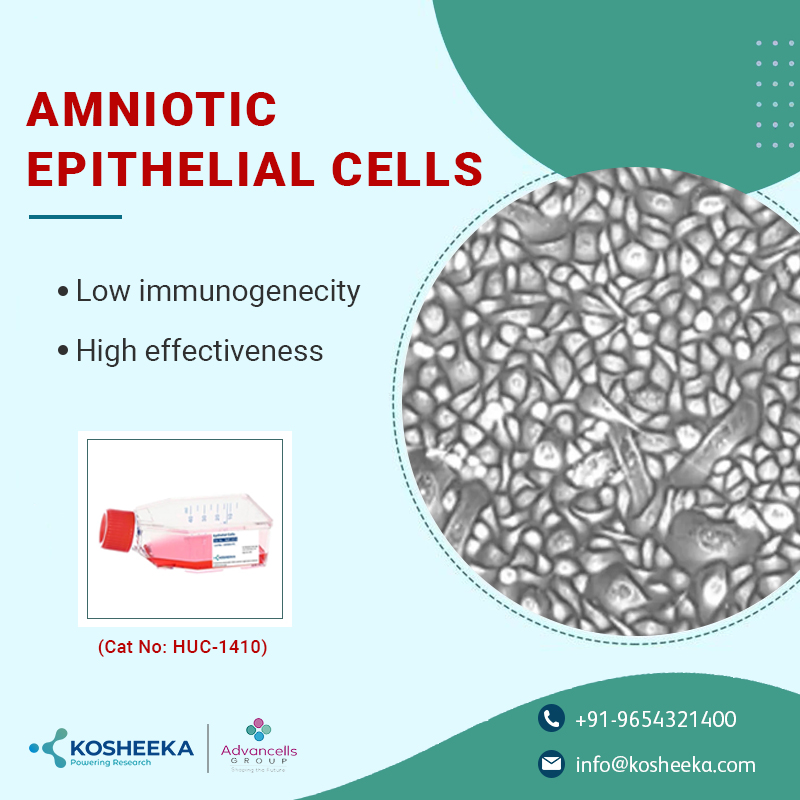 Discover the Exceptional Amniotic #EpithelialCells in our product portfolio.
Join the global scientific community in harnessing their regenerative powers and paving the path to a brighter future in #medicine.

#CellularSolutions #AmnioticEpithelialCells #ResearchExcellence