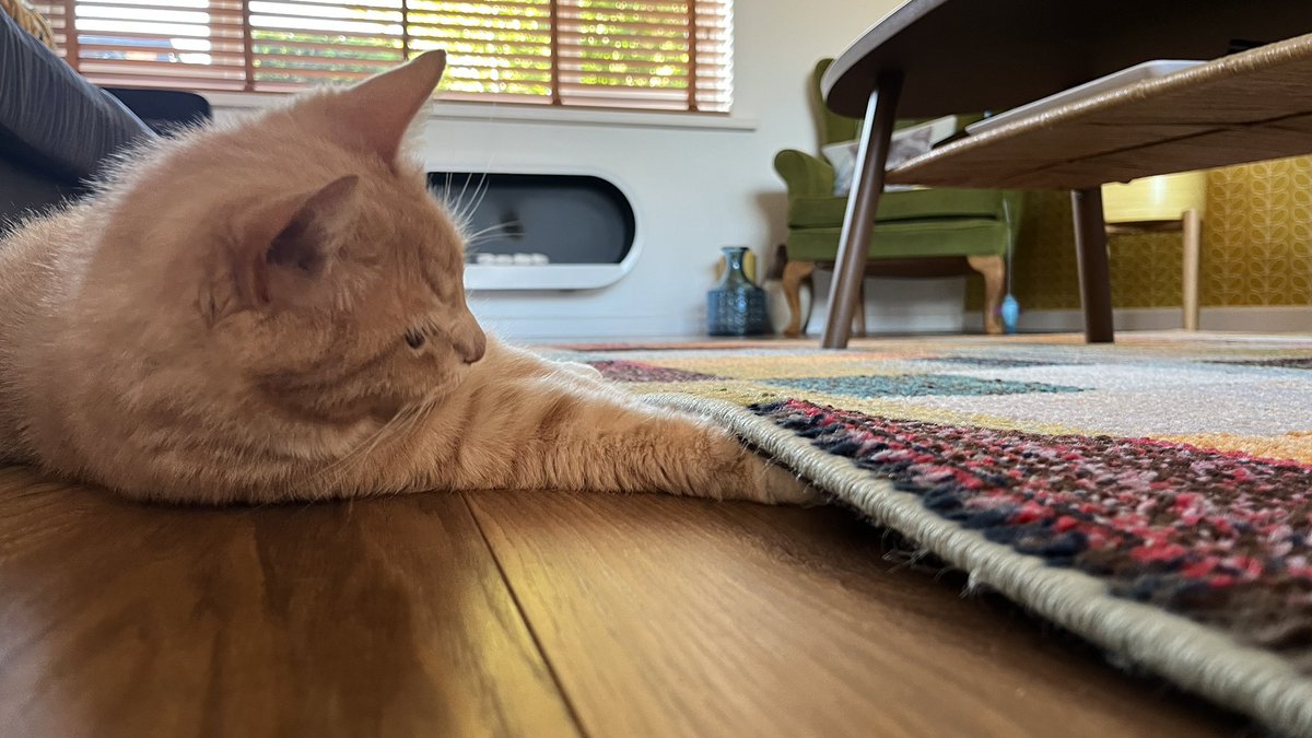 erics_escapades's tweet photo. Looking for a dreamie Dad just dropped, can’t let it go to waste 🧡😻🧡 #catsoftwitter #catsontwitter #adoptdontshop #CatsLover #catsprotection #catsprotectionawards #voteeric #rescuecat #NationalCatAwards #tunatuesday https://t.co/QhziTwNMB3