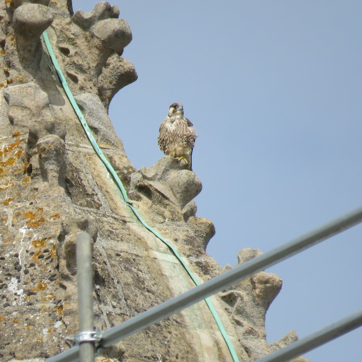 The adult House Martins are busy feeding their chicks on Mayflies and other insects in the King's college porters lodge. Juvenile peregrine also on a chapel spire.