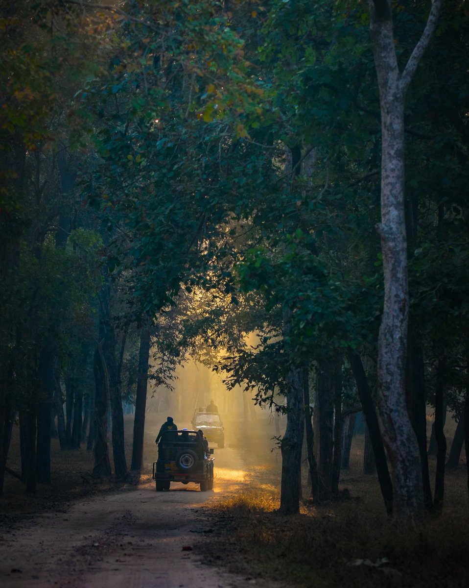 Experience the final days of safaris in the core forest before the forest takes a three-month monsoon break. Don't miss the opportunity to witness the last safari of the season. 

Visit: junglecampsindia.com

#Junglecampsindia #penchjunglecamp #tadoba #pench #kanha