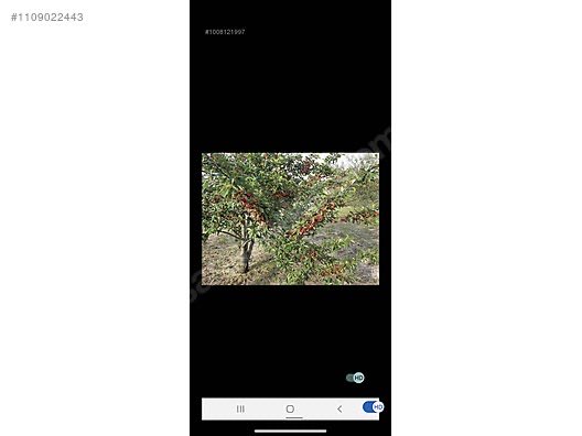 Kiraz ve Vişne Bahçesi
İlan No: 1109022443
sahibinden.com/ilan/emlak-ars…