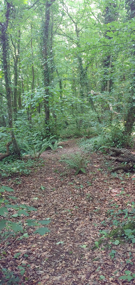 msniamhgarvey's tweet photo. For a long time I could not climb the steps in my garden that lead to the surrounding local woods, due to #AutoimmuneArthritis and #Pain. But today I made it to the woods without pain, and indulged in the peace and beauty of trees and ferns. https://t.co/YsLkgFqPtn